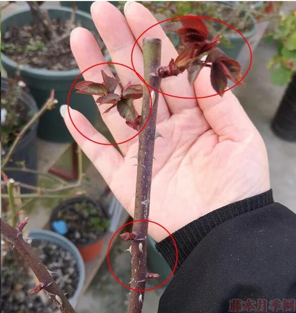 這樣春天發(fā)芽開花都會比較整齊。.jpg