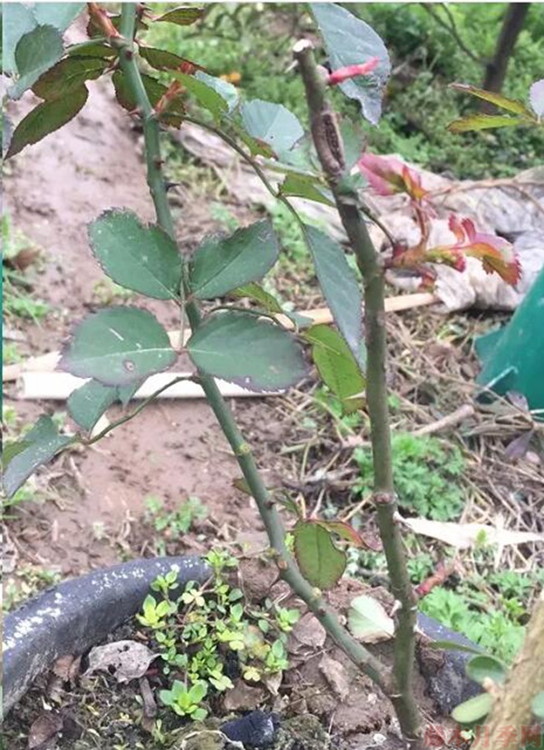 保留離地面30-40cm的高度，更有利于控制株型。.jpg