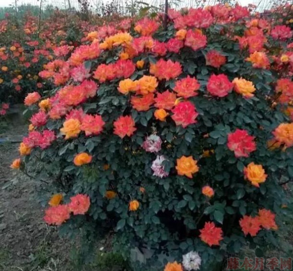 6現(xiàn)在還可以埋嗎？要注意什么？.jpg