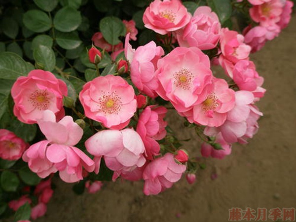 陽(yáng)臺(tái)如何養(yǎng)好月季？