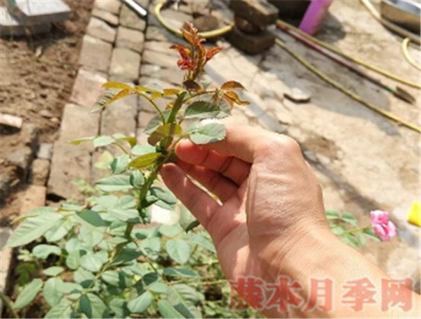 10個花友9個問，牙簽苗怎么才能開爆盆？