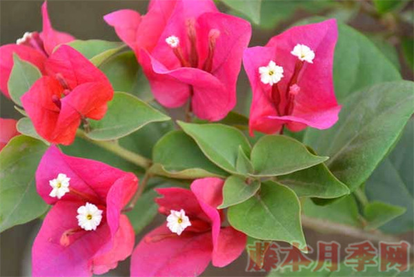 三角梅怎么快速開(kāi)花，用上這三招你也可以