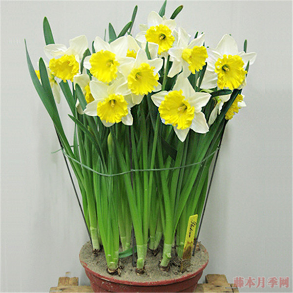 洋水仙開花后別丟，這樣做明年可以再開