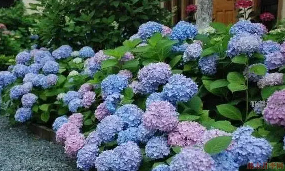 繡球花適合生長在什么地方