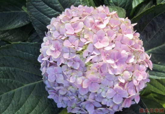 普通繡球和無(wú)盡夏怎么區(qū)別