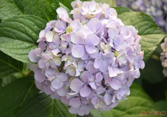 普通繡球和無(wú)盡夏怎么區(qū)別