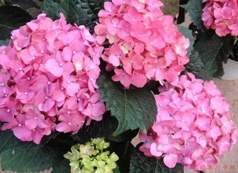 普通繡球和無(wú)盡夏怎么區(qū)別