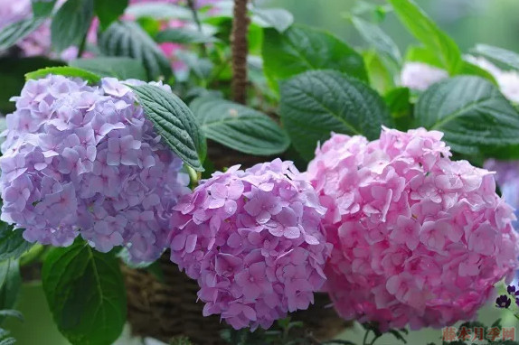 普通繡球和無(wú)盡夏怎么區(qū)別