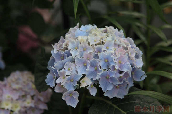 繡球花栽培技術(shù)要點