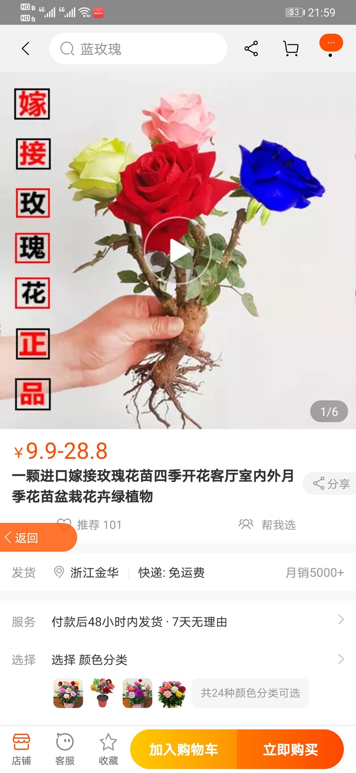 七彩玫瑰又重出江湖,新手朋友們要注意啦