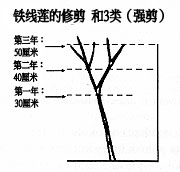 第三類修剪方式（強(qiáng)剪）： 強(qiáng)度修剪，保留2至3對芽的高度 （約20-50厘米）。