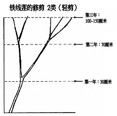 2類（輕剪）和3類（強(qiáng)剪）