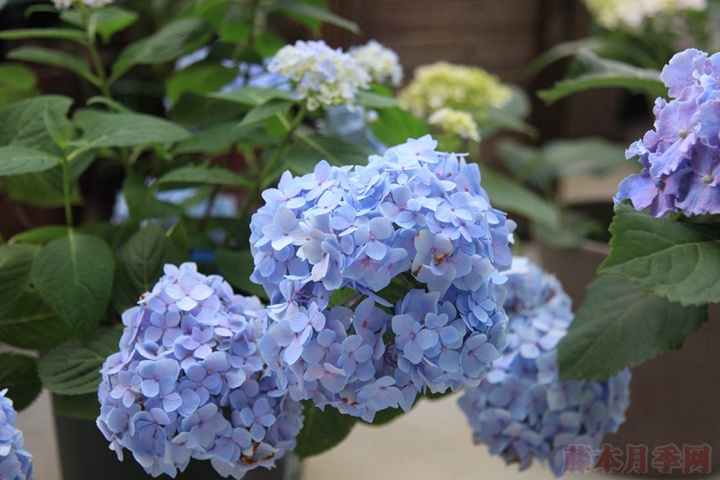 盆栽繡球花為什么不開(kāi)花