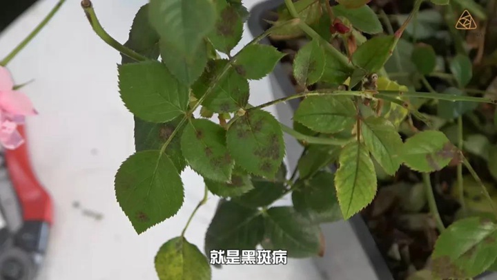 6月白粉病,黑斑病,紅蜘蛛高發(fā)期，如何來進行防治？