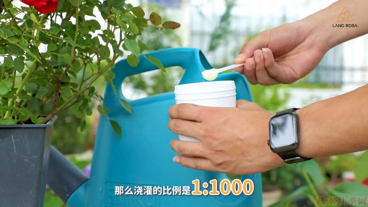 梅雨季節(jié)月季養(yǎng)護(hù)需要注意些什么？