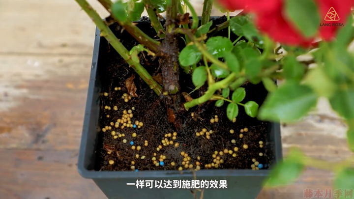 梅雨季節(jié)月季養(yǎng)護(hù)需要注意些什么？