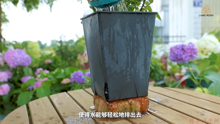 梅雨季節(jié)月季養(yǎng)護(hù)需要注意些什么？