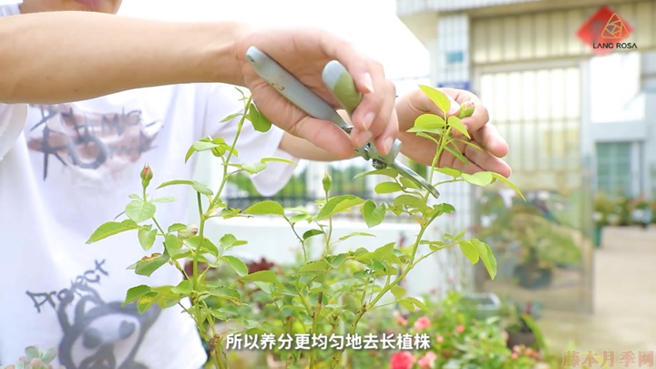 梅雨季節(jié)月季養(yǎng)護(hù)需要注意些什么？