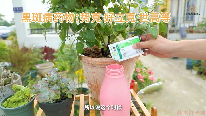 梅雨季節(jié)月季養(yǎng)護(hù)需要注意些什么？