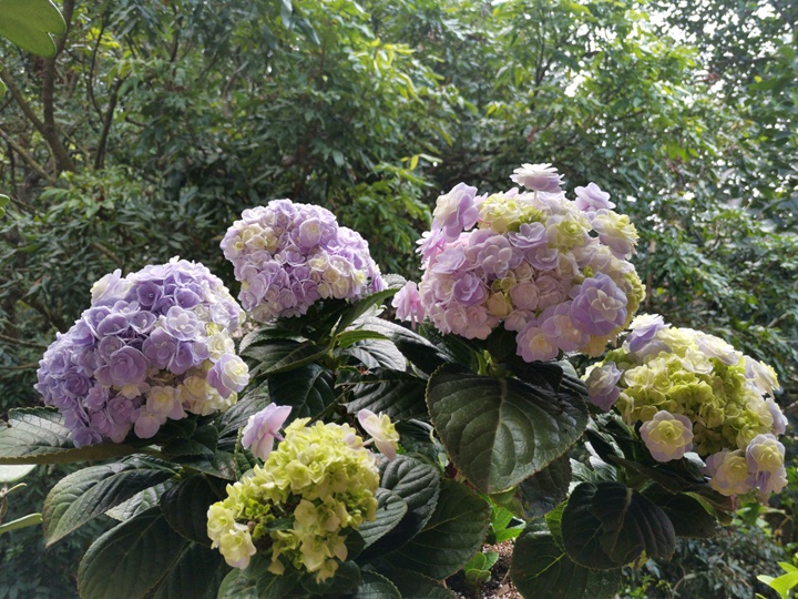 冬天繡球花的養(yǎng)殖方法和注意事項