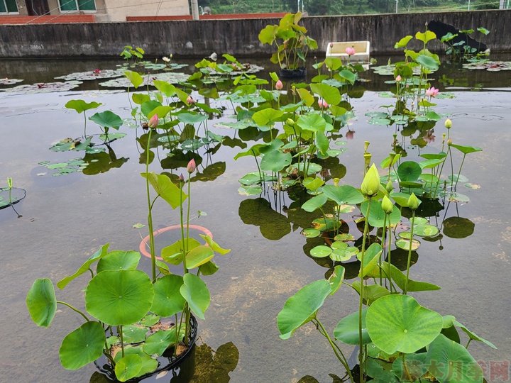 碗蓮為什么不開花，碗蓮不開花的原因有哪些？