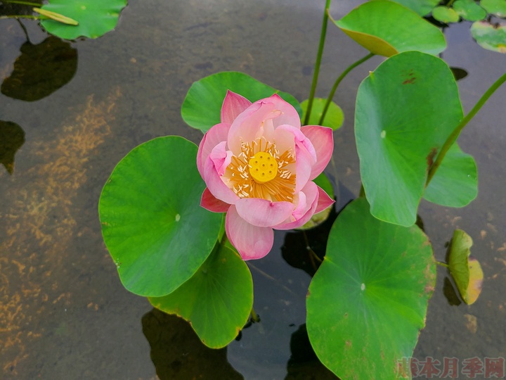 碗蓮為什么不開花，碗蓮不開花的原因有哪些？