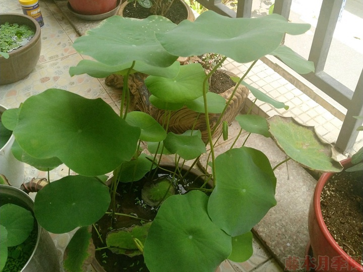 碗蓮為什么不開花，碗蓮不開花的原因有哪些？