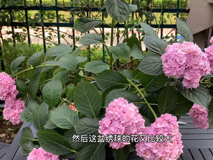 雨后繡球倒伏怎么辦？