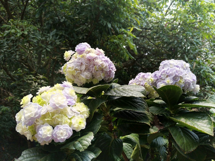 繡球花是根據(jù)什么情況來(lái)變色了