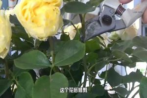 6月白粉病,黑斑病,紅蜘蛛高發(fā)期，如何來進行防治？