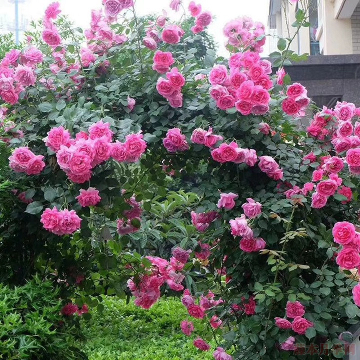 藤本月季為什么不肯開(kāi)花？