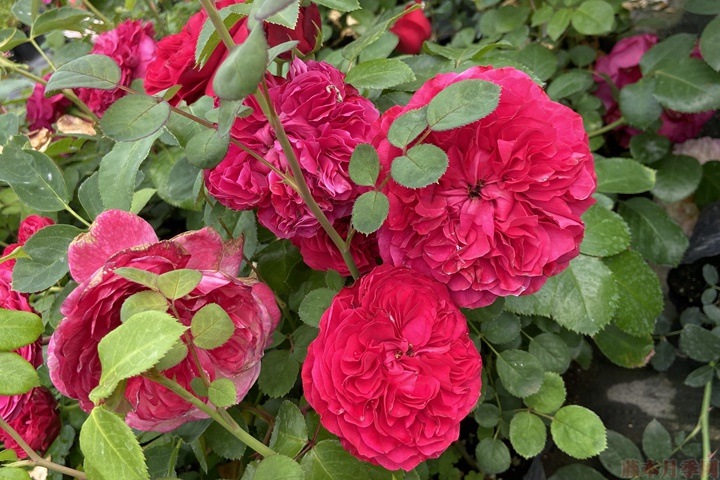 月季花怎么能開更多的花？