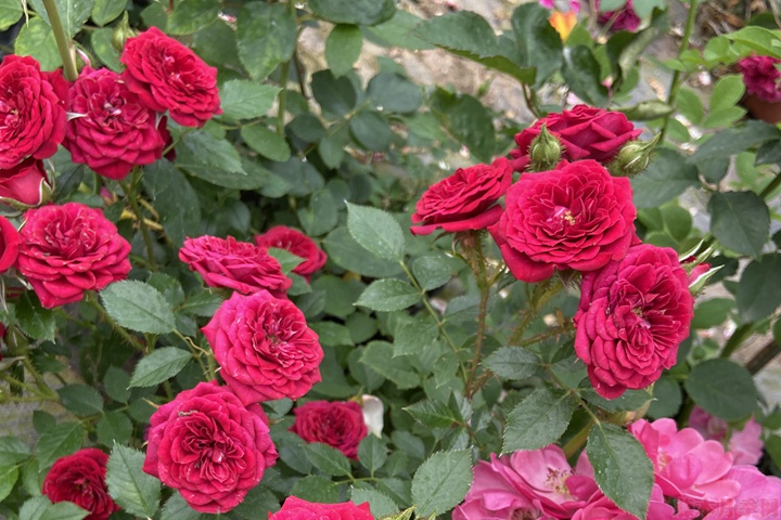 月季花怎么能開更多的花？