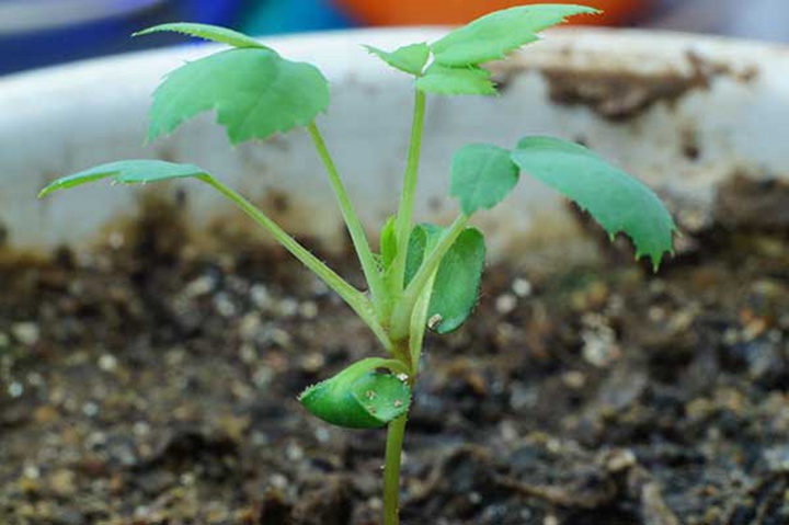 薔薇種子怎么處理發(fā)芽率高？