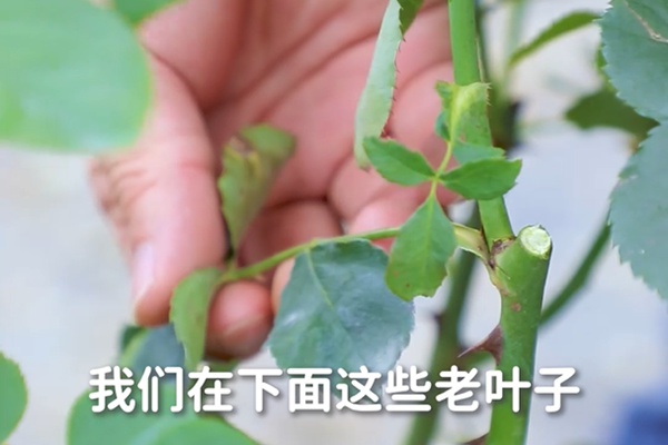 要想月季開得好，月季花后修剪少不了