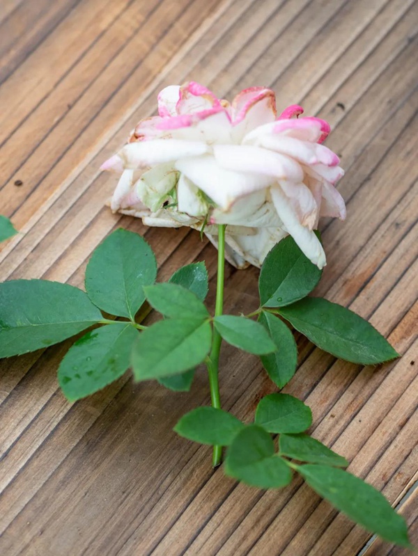 要想月季開得好，月季花后修剪少不了