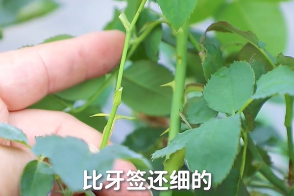 要想月季開得好，月季花后修剪少不了
