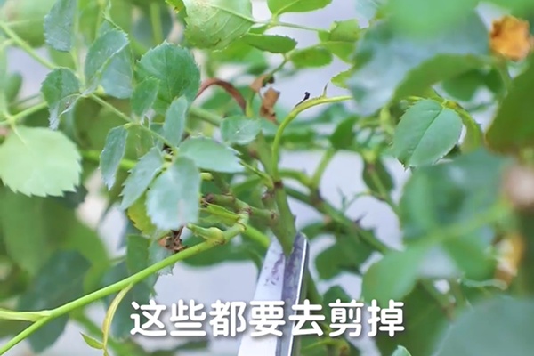 要想月季開得好，月季花后修剪少不了