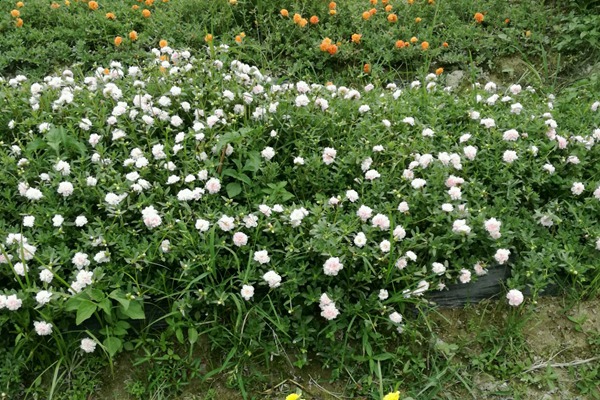 太陽(yáng)花用深盆還是淺盆種植好？