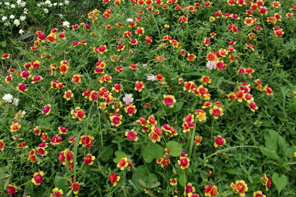 太陽(yáng)花用深盆還是淺盆種植好？