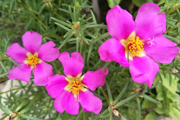 太陽(yáng)花用深盆還是淺盆種植好？