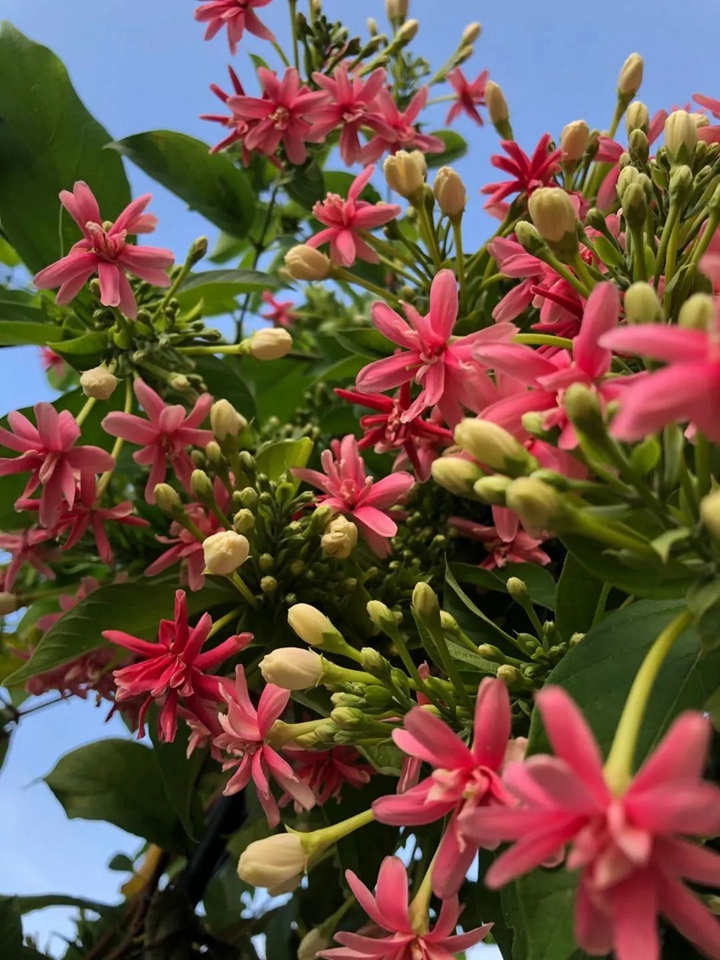 花架上的一顆使君子，點亮兩廣的夏天