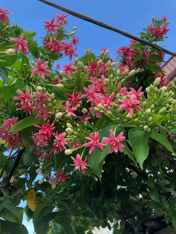 花架上的一顆使君子，點亮兩廣的夏天