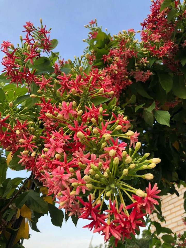 花架上的一顆使君子，點亮兩廣的夏天