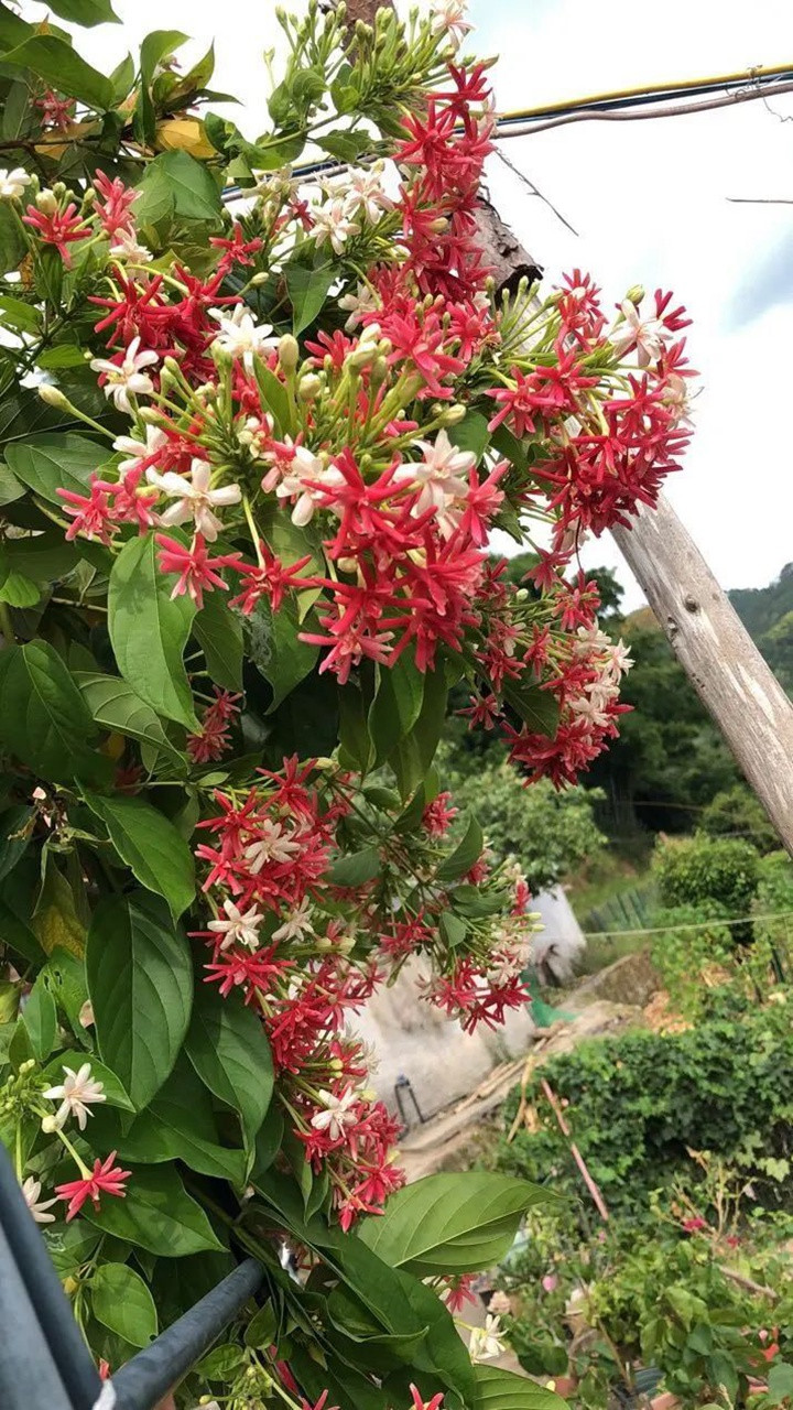 花架上的一顆使君子，點亮兩廣的夏天