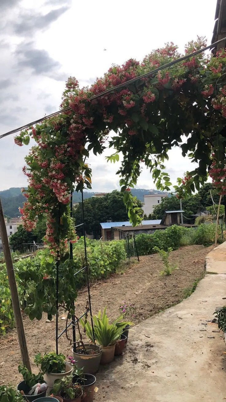 花架上的一顆使君子，點亮兩廣的夏天