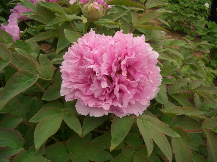 家庭盆栽牡丹花怎么養(yǎng)？詳細(xì)養(yǎng)護(hù)方法介紹