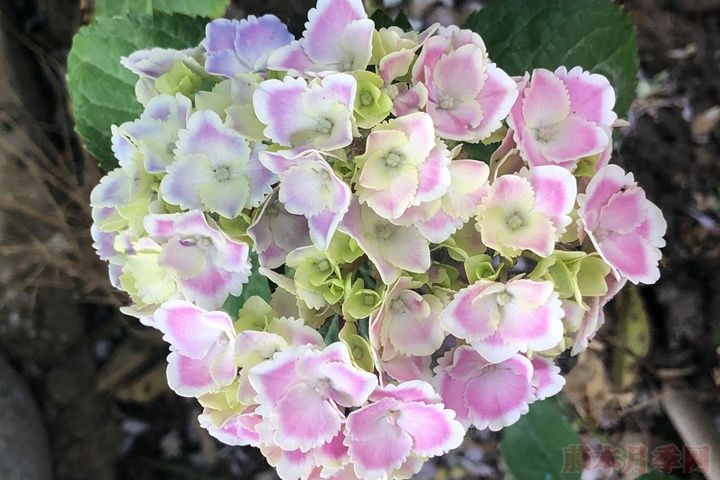 繡球花的花語(yǔ)和寓意是什么？