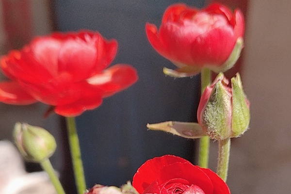 花毛茛的花期是什么時候，能開多久