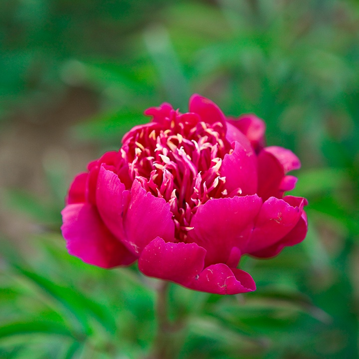 芍藥根什么時(shí)候種植比較好